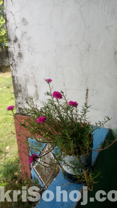 Time Flower/ পর্তুলিকা